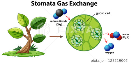 Stomata Gas Exchange Illustration with Plant Cell Detail 128219005