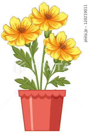 Vibrant Yellow Flowers in a Terracotta Pot 128219011