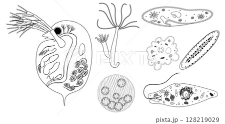 Intricate Black and White Microorganism Illustrations Intricate Black and White Microorganism Illustrations 128219029