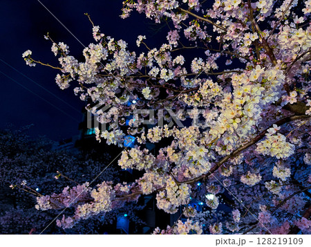 ライトアップされた夜桜 128219109
