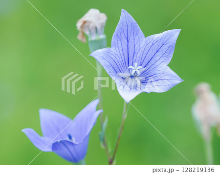 初夏の7月に咲くキキョウの花のクローズアップ写真 初夏の7月に咲くキキョウの花のクローズアップ写真 128219136