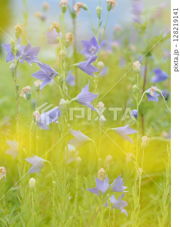 キキョウの花畑の幻想的な縦型写真 キキョウの花畑の幻想的な縦型写真 128219141