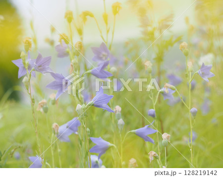 夕陽に照らされる幻想的な桔梗の花のさく庭 夕陽に照らされる幻想的な桔梗の花のさく庭 128219142