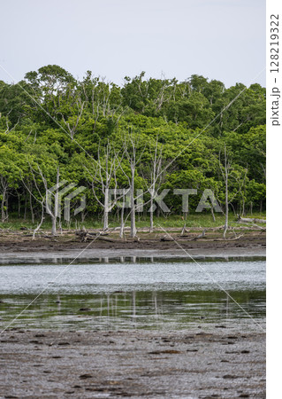 北海道野付半島のナラワラ 北海道野付半島のナラワラ 128219322