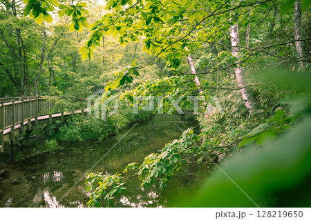 長野 上高地 新緑の森を流れる小川 長野 上高地 新緑の森を流れる小川 128219650