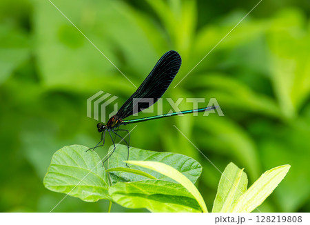 葉にとまるハグロトンボ 葉にとまるハグロトンボ 128219808
