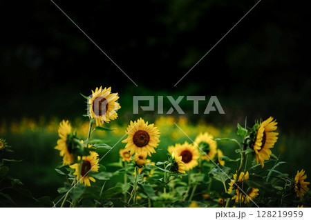 ＜五島風景＞夏の満開のヒマワリ畑の景色 128219959