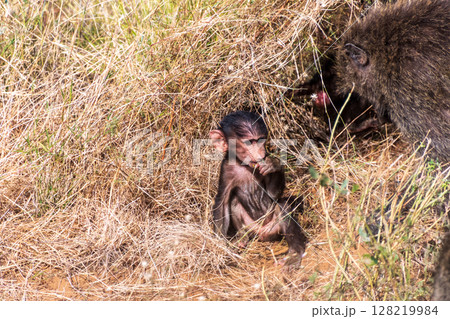 Baboons in Samburu national reserve 128219984