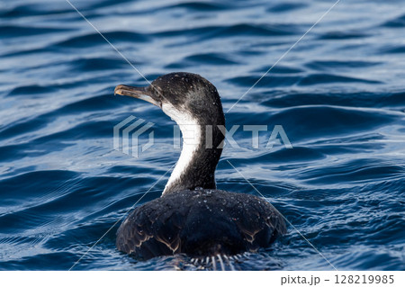 An Antarctic Shag at Mikkelsen Harbour An Antarctic Shag at Mikkelsen Harbour 128219985