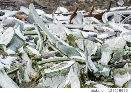 Whale bones near Mikkelsen Harbour Whale bones near Mikkelsen Harbour 128219986