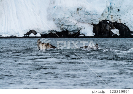 Tail of a humpback whale in the Antarctic Tail of a humpback whale in the Antarctic 128219994