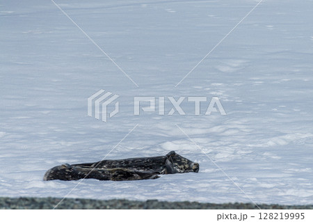 Weddell Seals near Mikkelsen Harbour Weddell Seals near Mikkelsen Harbour 128219995