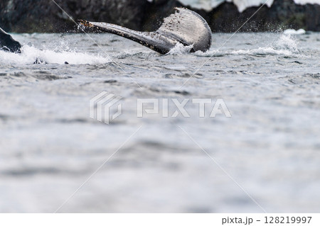 Tail of a humpback whale in the Antarctic 128219997