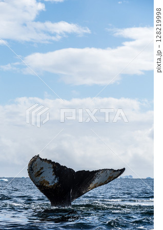 Tail of a humpback whale in the Antarctic Tail of a humpback whale in the Antarctic 128219998
