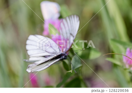 Aporia crataegi, Pieris crataegi, butterfly on a clover. Butterflies on a clover flower in a meadow. Life of insects. Summer. macro photo 128220036