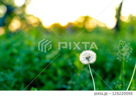 夕焼け綿毛たんぽぽの背景素材　バックグラウンド 128220098