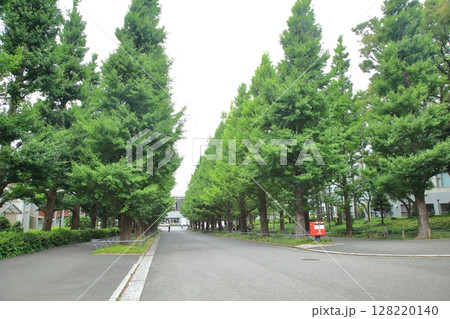 慶応義塾大学 日吉キャンパス 慶応義塾大学 日吉キャンパス 128220140