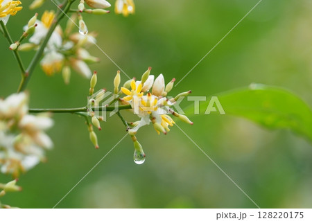ナンテンの花と水滴 128220175