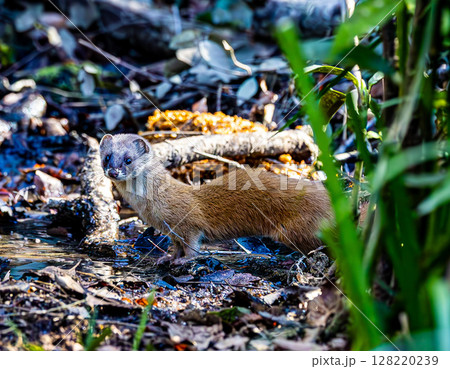 水場に来たイタチ 128220239