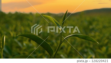 Green tea tree leaves field Fresh young tender bud herbal in farm on summer morning. Sunlight Green tea tree plant camellia sinensis in organic farm. Close up Tree tea plant green nature in morning Green tea tree leaves field Fresh young tender bud herbal in farm on summer morning. Sunlight Green tea tree plant camellia sinensis in organic farm. Close up Tree tea plant green nature in morning 128220421