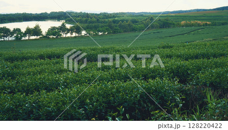 Green tea tree fresh leaves in eco herbal farm. Tree tea plantations in morning sun light. Freshness herbal natural garden farmland. Drinking organic relax heath plant. Green tea tree in farm Green tea tree fresh leaves in eco herbal farm. Tree tea plantations in morning sun light. Freshness herbal natural garden farmland. Drinking organic relax heath plant. Green tea tree in farm 128220422