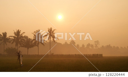 Golden sunshine sky tropical tree fields in sunny morning. Silhouette tree gold dawn mountain in spring season. Sustainable scenic meadow misty fog forest in countryside. Amazing landscape greenery 128220444
