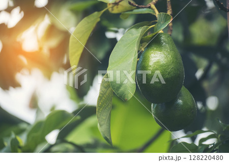 Avocado tree green plant healthy fruit farm. Smart farmer growing plant in eco green farm sustainable quality control. Avocado fruit Farm planting in eco Farmland biotechnology. Fruit organic farm Avocado tree green plant healthy fruit farm. Smart farmer growing plant in eco green farm sustainable quality control. Avocado fruit Farm planting in eco Farmland biotechnology. Fruit organic farm 128220480