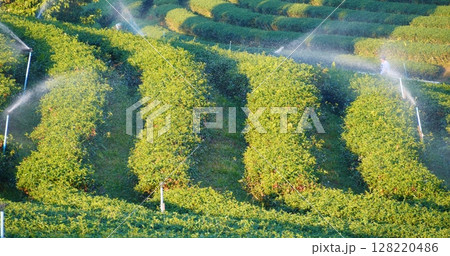 Green tea tree field Garden water hose landscape. Organic farm tender bud herbal Green tea tree in camellia sinensis watering. Close up Fresh Tree tea plantation mountain green nature in herbal farm Green tea tree field Garden water hose landscape. Organic farm tender bud herbal Green tea tree in camellia sinensis watering. Close up Fresh Tree tea plantation mountain green nature in herbal farm 128220486