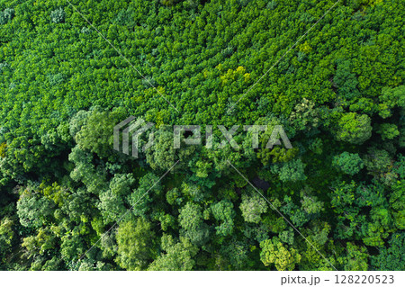 Aerial view of trees in a garden and trees in a tropical forest. Environmental image. Aerial view of trees in a garden and trees in a tropical forest. Environmental image. 128220523