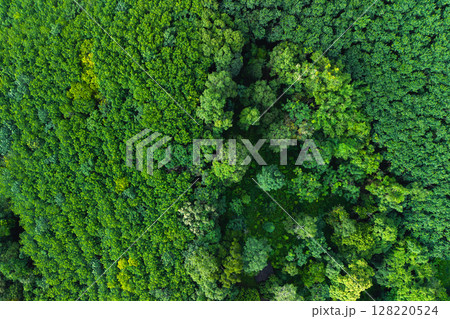 Aerial view of trees in a garden and trees in a tropical forest. Environmental image. Aerial view of trees in a garden and trees in a tropical forest. Environmental image. 128220524