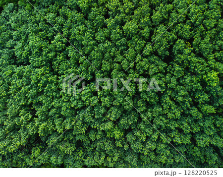 Aerial view of trees in a garden and trees in a tropical forest. Environmental image. Aerial view of trees in a garden and trees in a tropical forest. Environmental image. 128220525