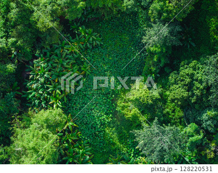 Aerial view of trees in a garden and trees in a tropical forest. Environmental image. Aerial view of trees in a garden and trees in a tropical forest. Environmental image. 128220531