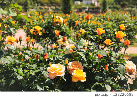 満開の黄色のバラ 満開の黄色のバラ 128220589