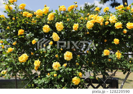 満開の黄色のバラ 128220590