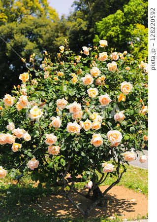 満開の黄色のバラ 128220592