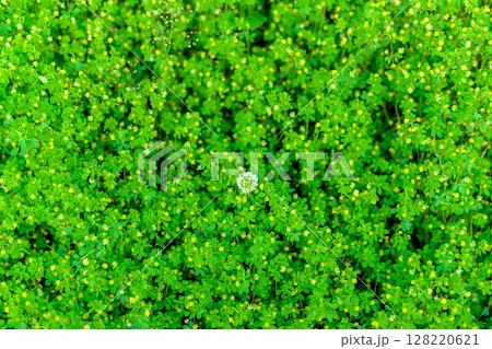 黄色の花たちの中に咲く白い花の背景素材 バックグラウンド シロツメクサ コメツブツメクサ 朝カラー 黄色の花たちの中に咲く白い花の背景素材 バックグラウンド シロツメクサ コメツブツメクサ 朝カラー 128220621