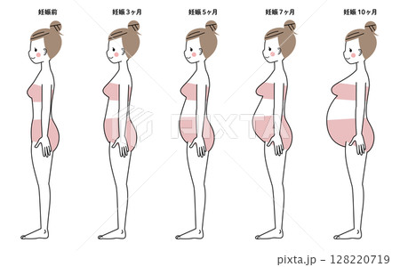 妊娠週数によるおなかの大きさの変化 128220719