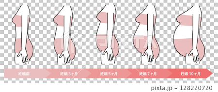 腹部大小隨懷孕週數的變化 128220720