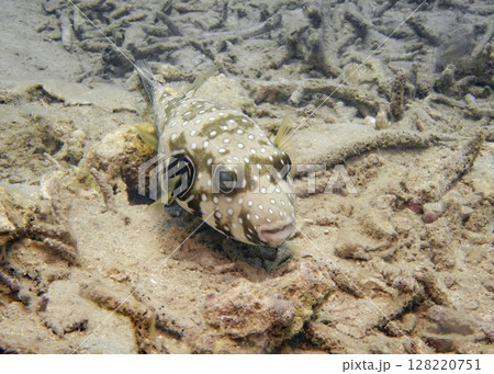 Blowfish on a coral reef at the bottom of the South China Sea in Vietnam Blowfish on a coral reef at the bottom of the South China Sea in Vietnam 128220751