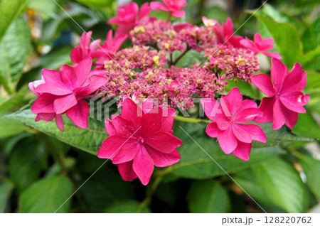 赤色の紫陽花 赤色の紫陽花 128220762