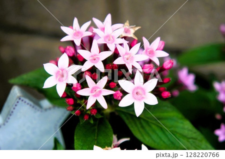 桃色のペンタス 128220766
