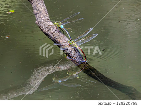 クロスジギンヤンマの産卵シーン 128220769