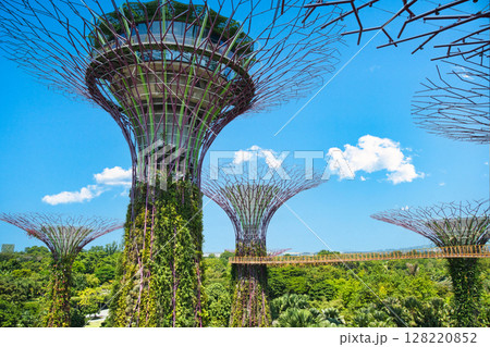 シンガポールのガーデンズ・バイ・ザ・ベイの景観 シンガポールのガーデンズ・バイ・ザ・ベイの景観 128220852