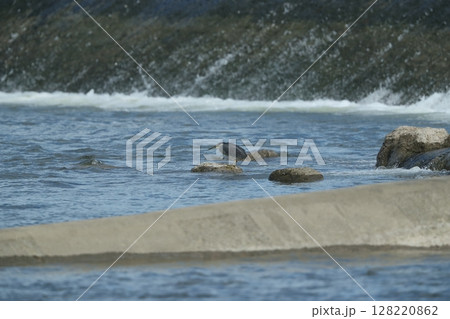 ゴイサギ 128220862