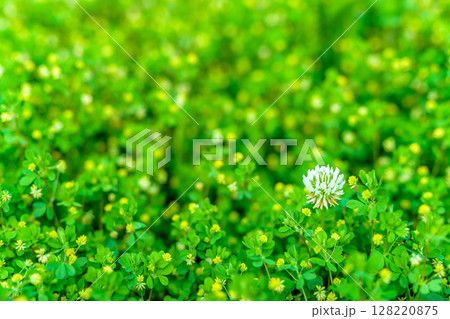 黄色の花たちの中に咲く白い花の背景素材 バックグラウンド シロツメクサ コメツブツメクサ 朝カラー 黄色の花たちの中に咲く白い花の背景素材 バックグラウンド シロツメクサ コメツブツメクサ 朝カラー 128220875