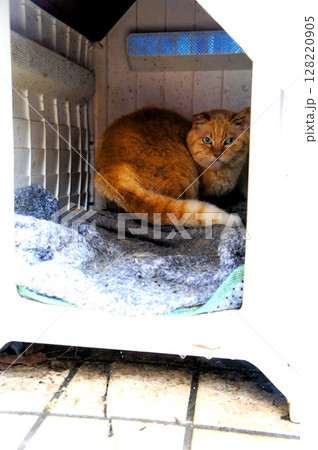 外の小屋に入っている猫 外の小屋に入っている猫 128220905