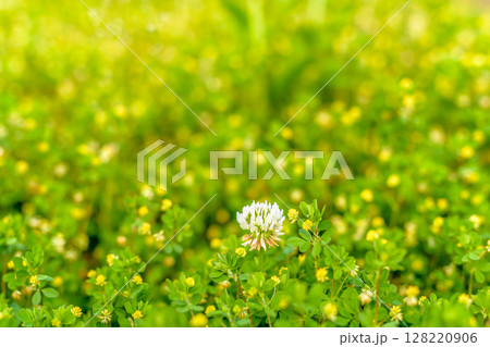 黄色の花たちの中に咲く白い花の背景素材 バックグラウンド シロツメクサ コメツブツメクサ 夕方カラー 黄色の花たちの中に咲く白い花の背景素材 バックグラウンド シロツメクサ コメツブツメクサ 夕方カラー 128220906