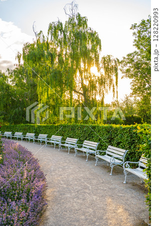 A path in the Rose Garden of Petrin features elegant white benches surrounded by lush greenery and blooming flowers. The soft sunlight filters through the trees, creating a serene atmosphere. 128220993