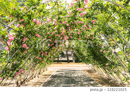 満開のロマンチックなバラアーチ 128221025