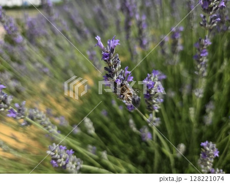 Bee pollinating lavender flowers in bloom. Bee and lavender 128221074